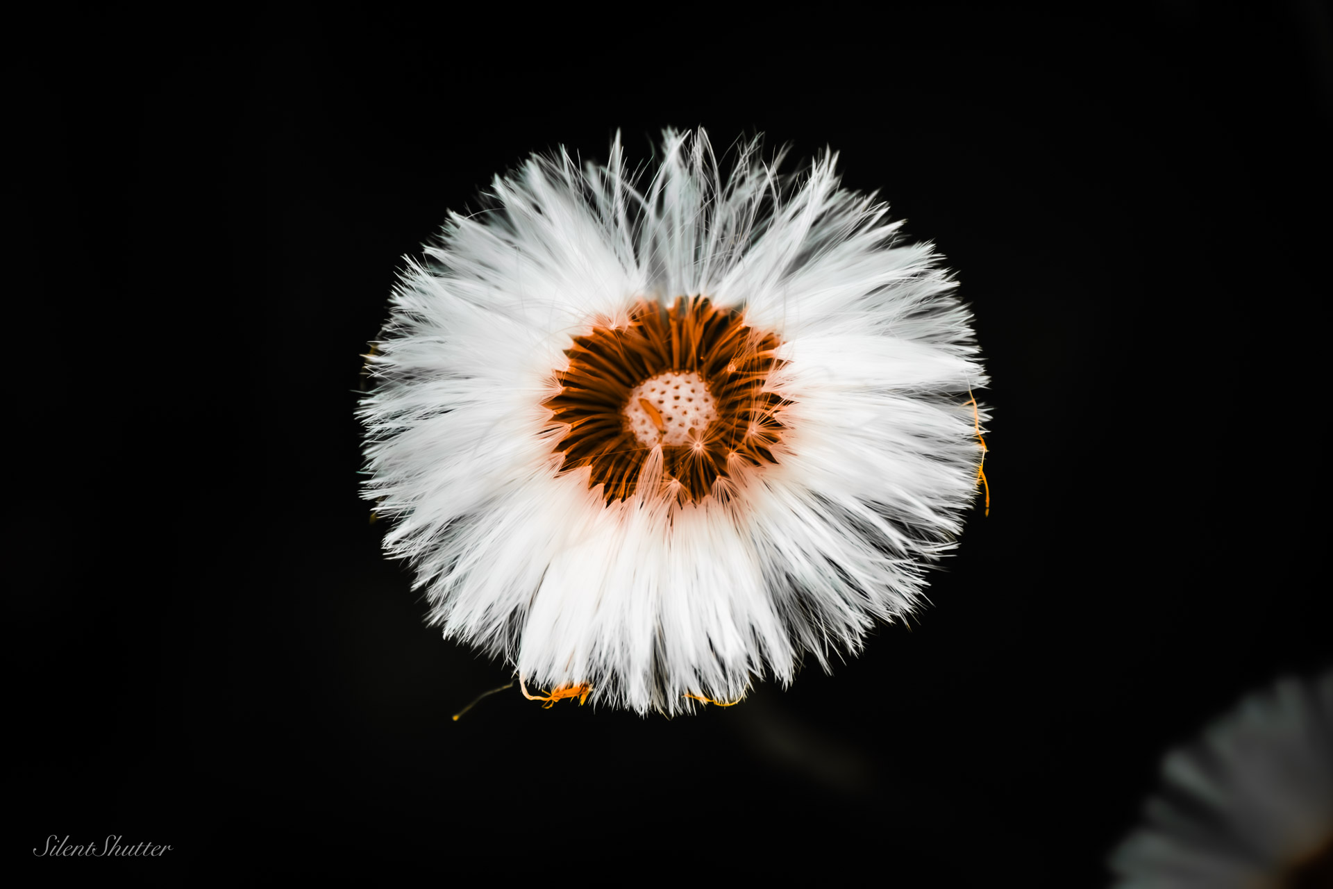 Light Seed