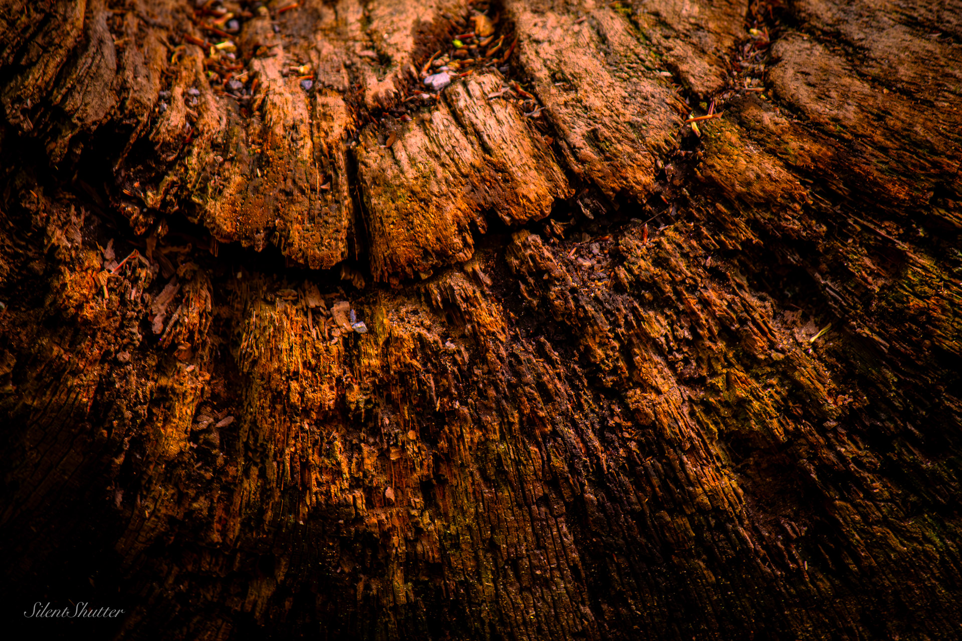 Moss Study